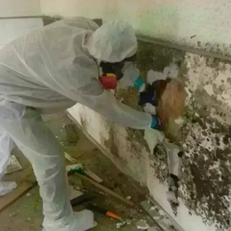 Mold Remediation and Removal in Palmer, AK